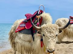 -青海湖国家重点风景名胜区