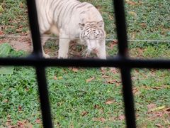 -深圳野生动物园