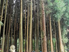 -武陵山森林公园