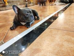 -more than meow吴止猫主题餐厅(承德 中船汇店)