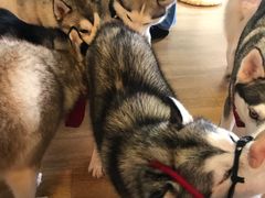 -Husky Go! 哈士奇体验馆·宠物咖啡厅狗咖