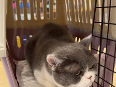 -瑞鹏宠物医院·骨科·猫科·内科(第一中心)