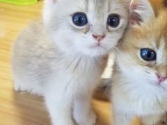 -猫十亿·布偶金渐层·曼基康矮脚猫舍(青年路店)