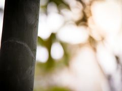 本来想写点字,但是最后还是无语-望江楼公园