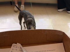 -瑞派申生动物医院·24H夜诊·国际动物医疗中心·骨外科(吴中路店)