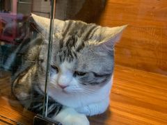 -Goku PET SHOP宠物视觉生活馆(双井店)