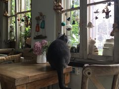 -海边的猫和咖啡馆