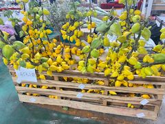 -花鸟鱼虫鲜花绿植市场(玉泉路店)