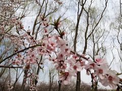 -大兴滨河森林公园