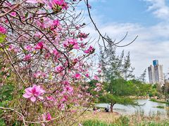 -莲花山公园