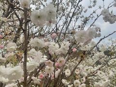 -天适樱花悠乐园