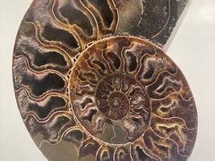 -青岛贝壳博物馆