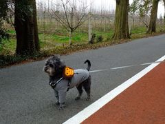 -上海长兴岛郊野公园