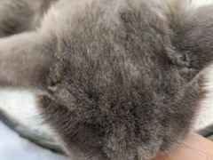 -COLOR PETS 撸猫馆·购猫·猫咖(长风大悦城店)
