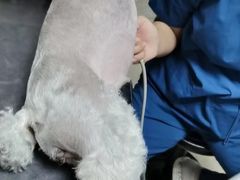 -阿荣24H宠物医院·综合型转诊中心·CT·核磁影像中心