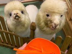 -藦茜花园宠物主题亲子互动体验馆(国顺东路店)