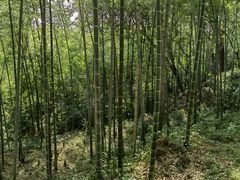 -上海佘山国家森林公园天马山园