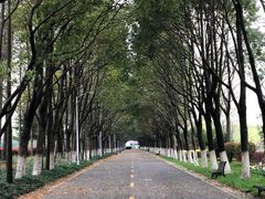 -上海鲜花港