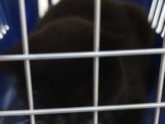 -乖乖宠物医院·猫科·骨科·24小时(云岗分院)