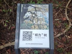 -天目山大树王景区