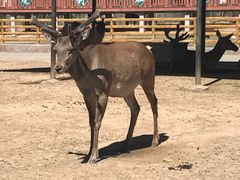 -鄂尔多斯野生动物园