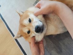 -南京Hallo宠物乐园·哈罗犬舍·柴犬繁育基地