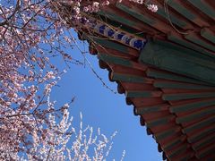 -桃花堤公园
