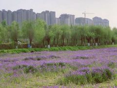 -汉长安城未央宫国家考古遗址公园