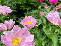 -木塔寺遗址生态公园