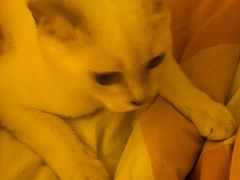 -伟伟宠物医院·瑞派猫友好医院·猫科(光谷店)