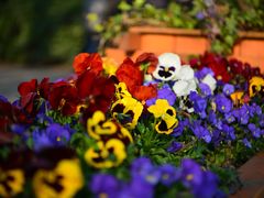 -CELINE(尚嘉中心店)