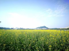 景点-光明小镇欢乐田园