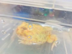 -蛙麻蛙辣炭火蛙锅(南环大街店)