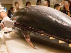 -御瀛日本料理