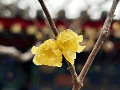 -香山公园