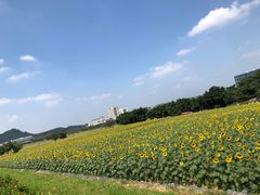 -光明小镇欢乐田园