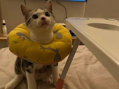 -lincat·猫舍(广州店)