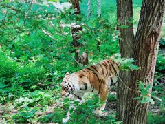 -哈尔滨北方森林动物园