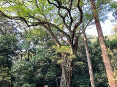 -南华禅寺