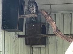 -费瑟代尔野生动物园