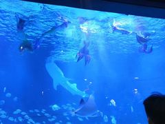 -烟台海昌鲸鲨海洋公园