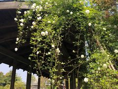 -白塘生态植物园