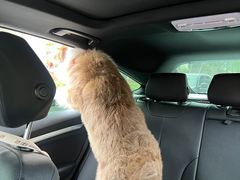 -艾贝尔宠物医院·24H转诊中心·肿瘤猫专科(江宁双龙店)