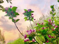 -海棠花溪(元大都城垣遗址公园)