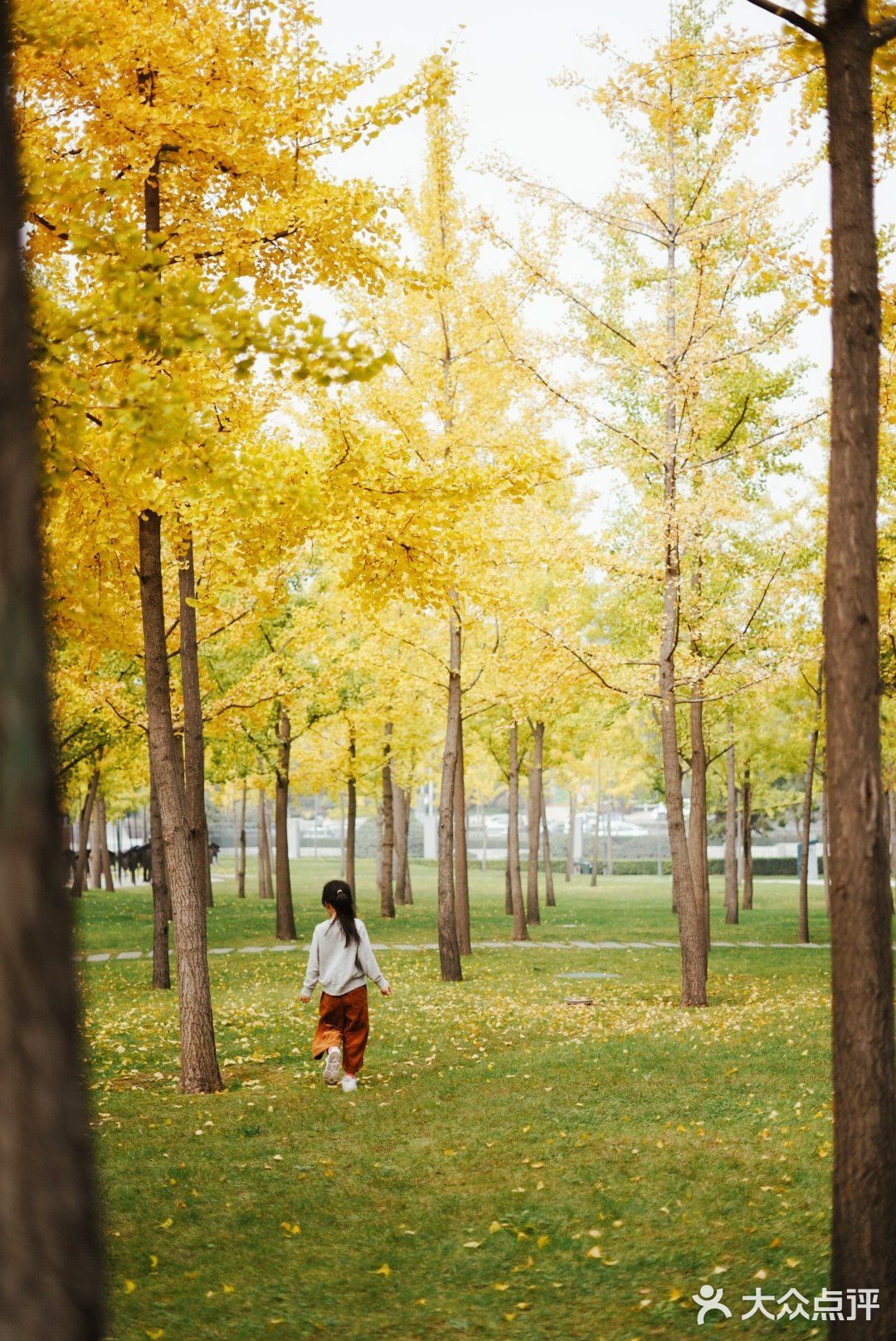 金秋赏银杏推荐