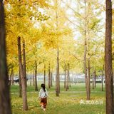 金秋赏银杏推荐