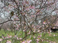 -天适樱花悠乐园