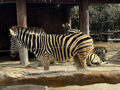-上海野生动物园