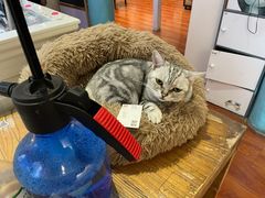 -猫小院猫主题咖啡厅(北锣店)