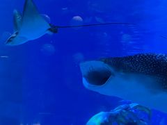 -烟台海昌鲸鲨海洋公园